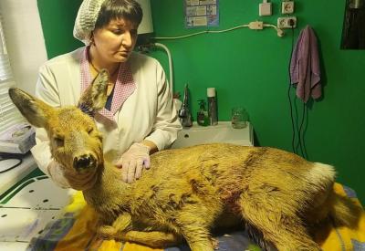 Саратовские ветврачи спасли теленка косули