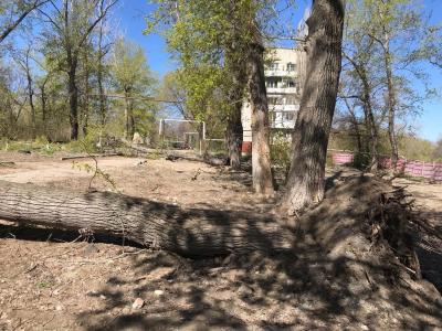 В Саратове поваленные деревья перекрыли дорогу