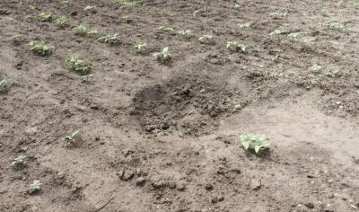 Виновных в уничтожении колонии сурков в Лысогорском районе не нашли