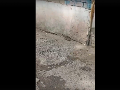5-этажку в Лётном городке атаковали крысы
