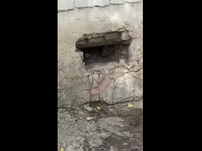 5-этажку в Лётном городке атаковали крысы