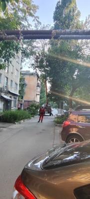 В Саратове спасатели сняли с высокого дерева кошку, которая там просидела четыре дня