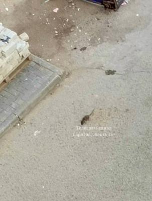 Огромное количество агрессивных крыс атаковало Бульвар Роз в Энгельсе Огромное количество агрессивных крыс атаковало Бульвар Роз в Энгельсе