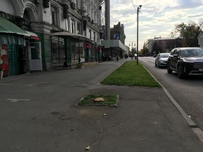 Администрация Саратова намерена посадить дерево посреди проезжей части