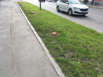 Администрация Саратова намерена посадить дерево посреди проезжей части