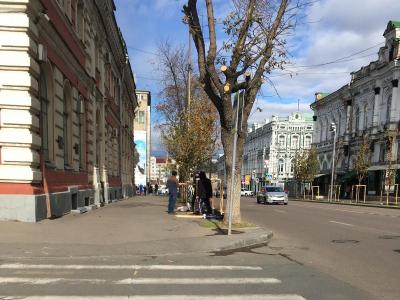Напротив мэрии в Саратове упало недавно посаженное дерево