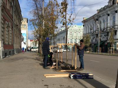 Напротив мэрии в Саратове упало недавно посаженное дерево