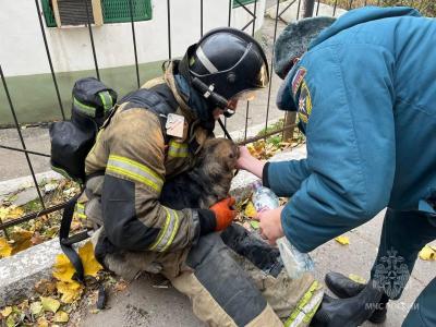Пожарные спасли из горящей многоэтажки в Саратове собаку Чаппи