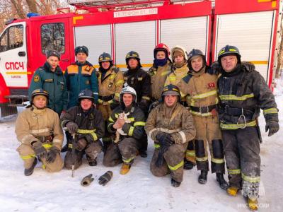 На смертельном пожаре в Саратове удалось спасти кота