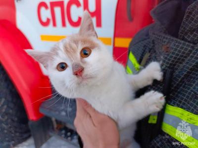 На смертельном пожаре в Саратове удалось спасти кота