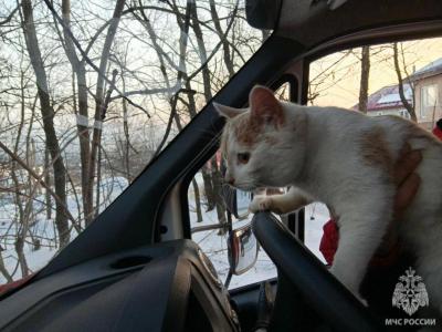 На смертельном пожаре в Саратове удалось спасти кота