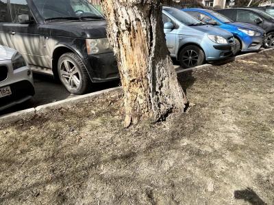 На Железнодорожной в Саратове падает сухое дерево