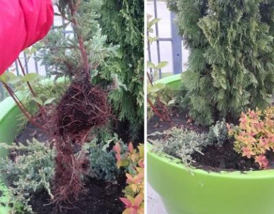 В Саратове женщина пыталась украсть цветы из вазонов