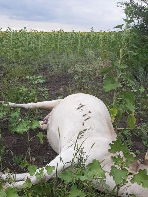 Под Саратовом животные погибли на поле от удара током