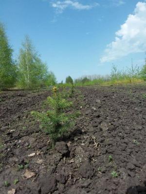 В Саратовской области началась осенняя высадка лесов на 1 200 гектарах