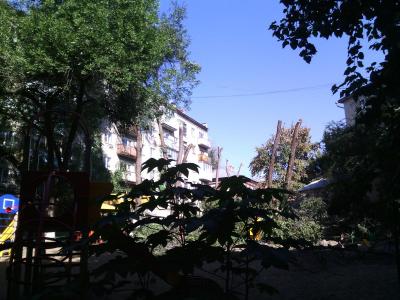 Во дворе на Чернышевского спилили все деревья (ФОТО)
