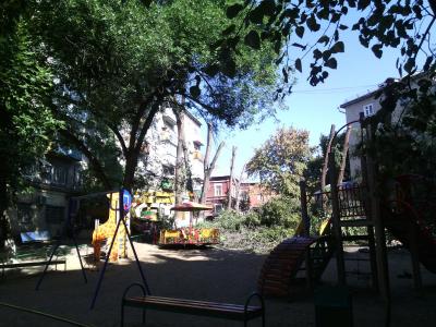 Во дворе на Чернышевского спилили все деревья (ФОТО)
