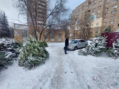 В Саратове нашли незаконные ёлочные базары