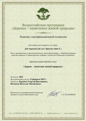 900-летний дуб 