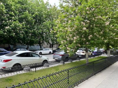 В Саратове на Сакко и Ванцетти спилят 16 деревьев