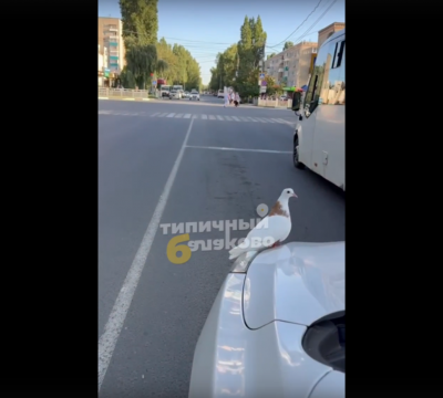 В Балаково голуби невозмутимо 