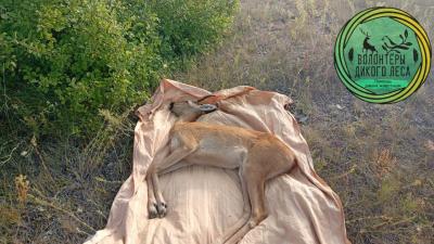 В Саратове поймали косулю В Саратове поймали косулю