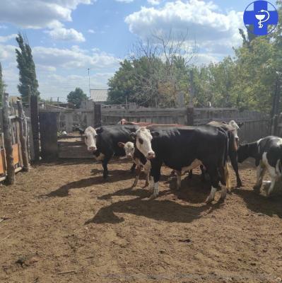 В Саратовской области 11 коров и лошадей привезли в отдел полиции В Саратовской области 11 коров и лошадей привезли в отдел полиции