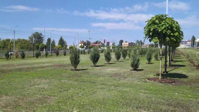 На Славянской площади посадили можжевельник и катальпы