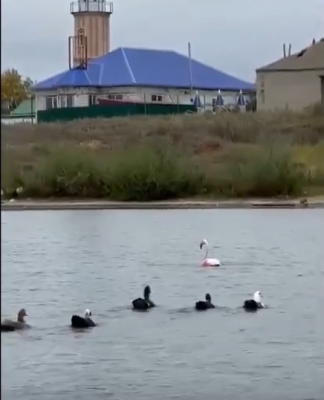 В Петровском районе заметили розового фламинго