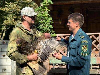 У границы Саратовской области и Казахстана нашли истощенного краснокнижного орла