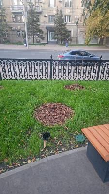 В сквере Первой учительницы в Саратове неизвестные украли куст гортензии