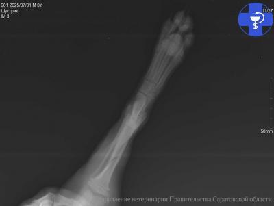 В Саратовской области слишком подвижному щенку лечат оскольчатый перелом большеберцовой кости