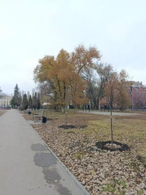 В Заводском районе Саратова начнется капитальный ремонт сквера Дружбы народов
