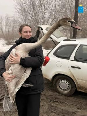 В Дергачевском районе спасли лебедя с вывихом крыла
