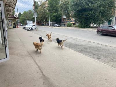 В Саратове девушке заплатят 50 тысяч рублей за укус бродячей собаки