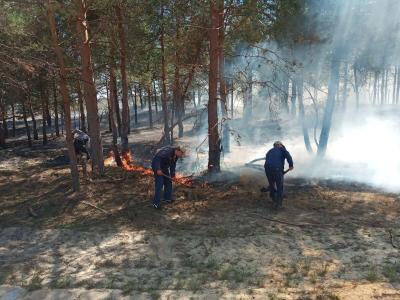 Семь саратовцев заплатят штрафы за костры в лесу