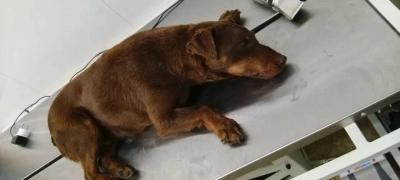 В Ивантеевке драка собаки и барсука закончилась госпитализацией