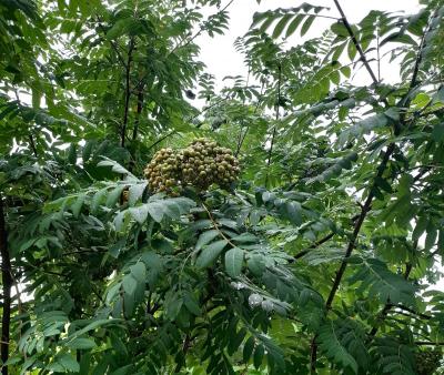 В понедельник в Саратове до +20 градусов