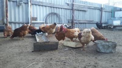 В июне в Саратовской области вакцинировали 3,5 млн птиц