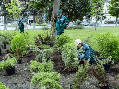 В центре Саратова высадили 57 кустов барбариса, гортензии и можжевельника