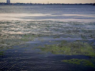 Болото вместо Волги: запах и мошки мешают жителям Саратова наслаждаться набережной