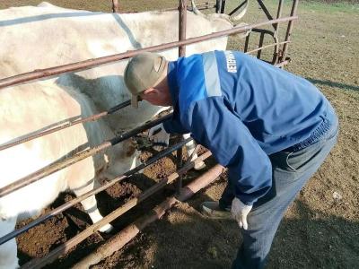 В Дергачевском районе нашли 17 голов скота без учета и маркировки