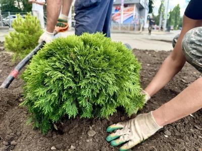 В Горпарке Саратова появится 47 дубов