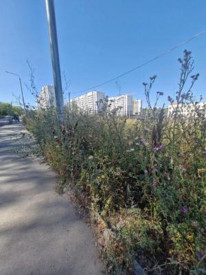 В Саратове микрорайон Зеленая Горка зарос травой в человеческий рост