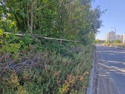 В Саратове микрорайон Зеленая Горка зарос травой в человеческий рост