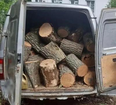 Саратовец спилил 91 дуб и 18 кленов