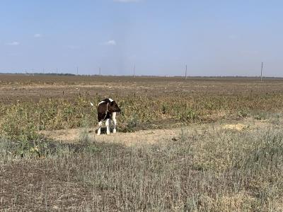 Нечем дышать. Почему надзорные ведомства не торопятся принимать меры по зловонным полям в Энгельсском районе? 