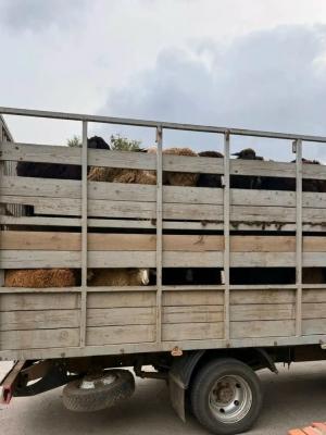 В Дергачевском районе задержали нелегальных овец