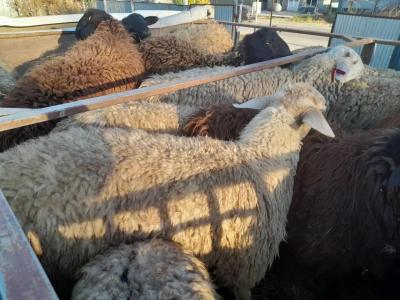 В Краснокутском районе развернули фуру с овцами без документов