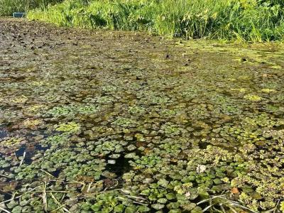 Саратовские ученые возродили 20 популяций водяного ореха: он же чилим, он же рогульник плавающий